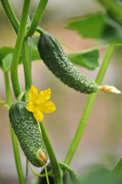 Pepinos Con Frutas Hojas Crecen Invernaderos — Foto de Stock