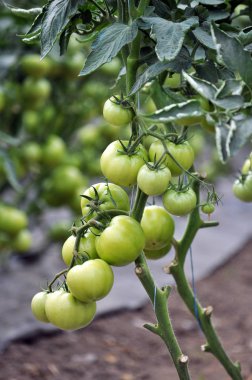 Domates yetiştirmek için damla sulama ile sera