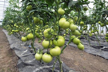 Domates yetiştirmek için damla sulama ile sera