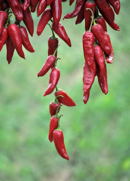 Pepper red hot hanging on a cord