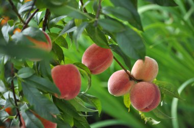 Ağaç dalı meyve bahçesinde şeftali Olgun