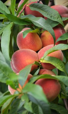 Ağaç dalı meyve bahçesinde şeftali Olgun