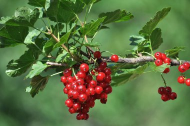 Dal dalında olgun kırmızı frenk üzümü (Ribes rubrum))