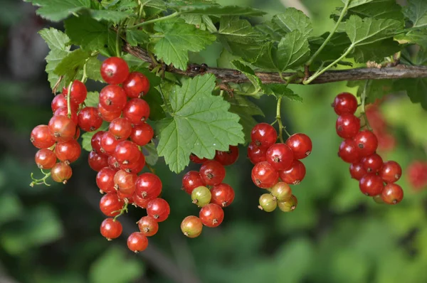 Auf Dem Zweig Sind Buschbeeren Reife Rote Johannisbeeren Ribes Rubrum — Stockfoto