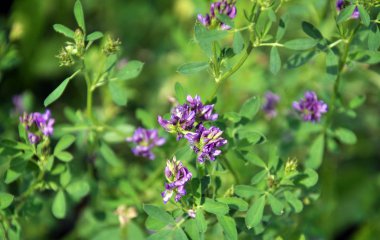 Alan, değerli bir hayvan yemi olan yonca çiçekleri açıyor.