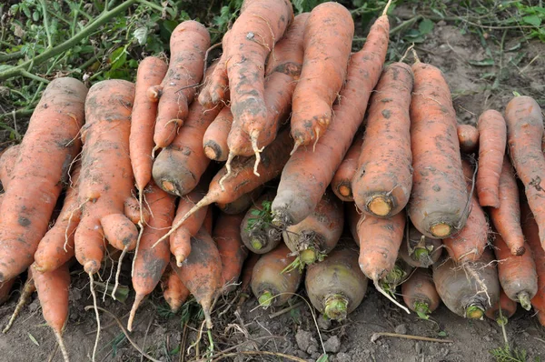 Field Heap Lies Cleared Leaves Soil Harvest Carrots — Stock Photo, Image