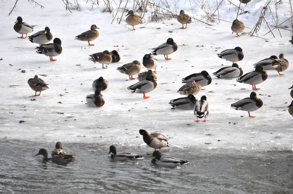 Groupe Canards Sauvages Sur Rive Gelée Rivière — Photo