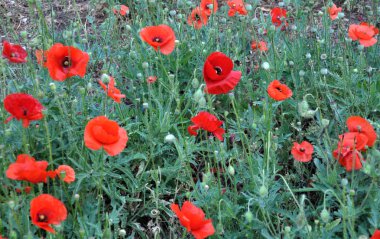 Vahşi çayırda alan çiçeği kırmızı haşhaş