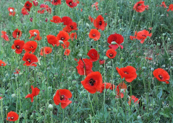 Red Poppies Field Blossom Meadow Wild — Stock Photo, Image