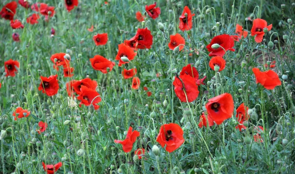 Red Poppies Field Blossom Meadow Wild — Stock Photo, Image