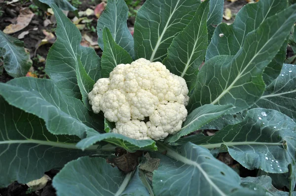 Coliflor Crece Suelo Orgánico Jardín Área Vegetal — Foto de Stock