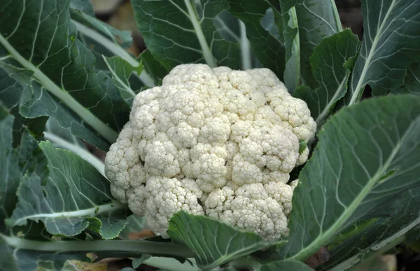 Cauliflower Grows Organic Soil Garden Vegetable Area — Stock Photo, Image