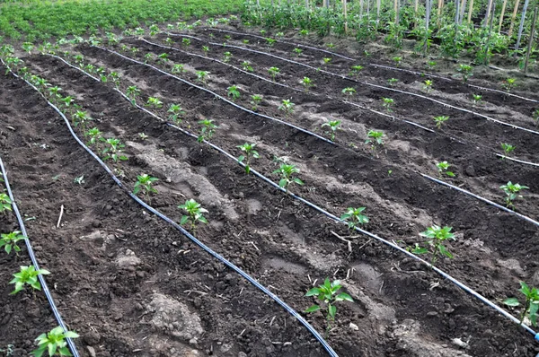 Droppbevattningssystem När Växer Paprika Och Aubergine Öppna Marken — Stockfoto