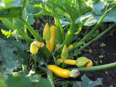 Kabak hasat, çiçek ve yaprakları açık groun büyüyen