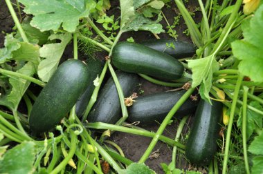 Kabak hasat, çiçek ve yaprakları açık groun büyüyen