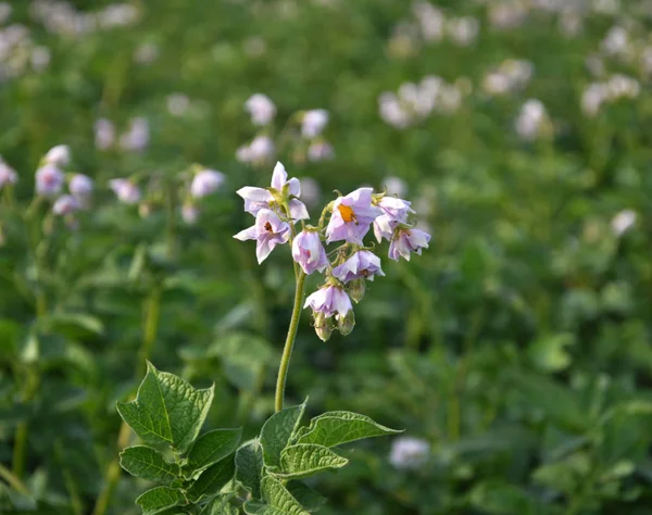 Çiftlik sahasında çalı patates grow