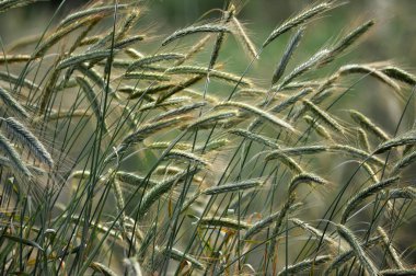 Yeşil çavdar kazanıyor çiftlik alan ağırlık