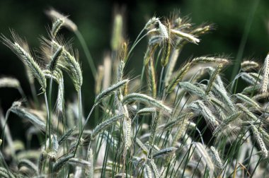 Yeşil çavdar kazanıyor çiftlik alan ağırlık