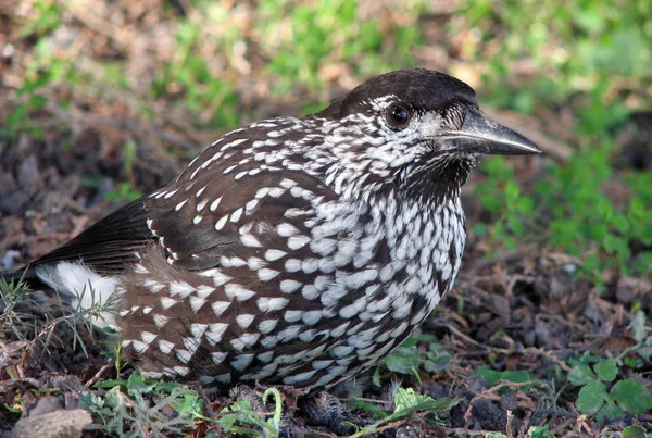 食品の検索で Nucifraga Caryocatactes の野生動物から鳥 — ストック写真