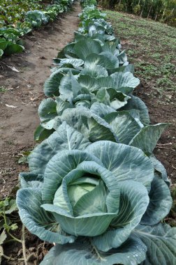 Alanında lahana açık organik toprakta yetişir.