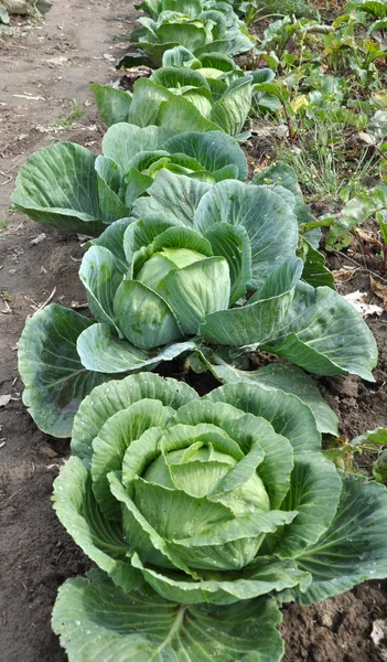 Field Cabbage Grows Open Organic Soil — Stock Photo, Image