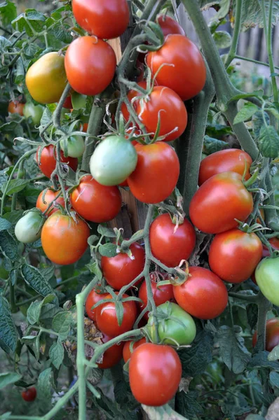 Tomat Buskar Med Röda Frukter Mognar Öppna Marken — Stockfoto