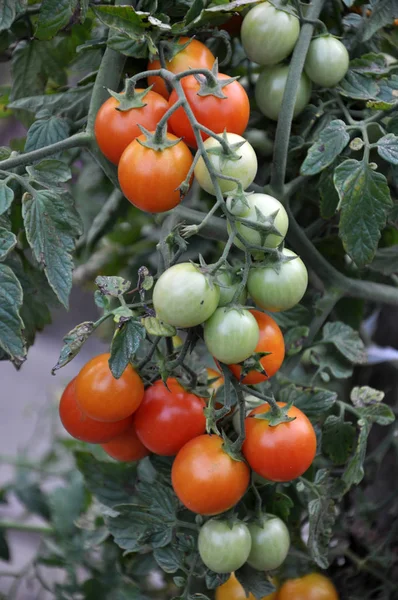 Tomat Buskar Med Röda Frukter Mognar Öppna Marken — Stockfoto