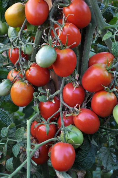 Tomato Bushes Red Fruits Ripen Open Ground — Stock Photo, Image