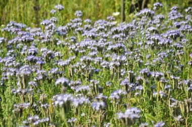 The field is blooming phacelia - a special honey plant for bees clipart