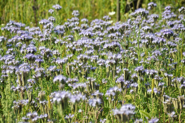 The field is blooming phacelia - a special honey plant for bees