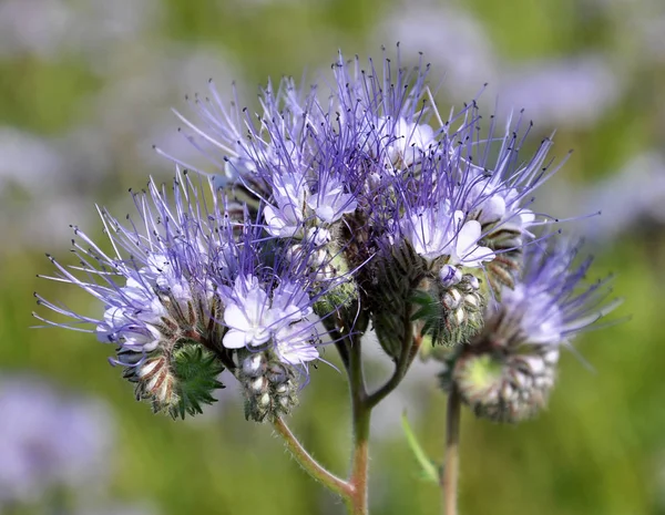 Das Feld Blüht Phacelia Eine Spezielle Honigpflanze Für Bienen — Stockfoto
