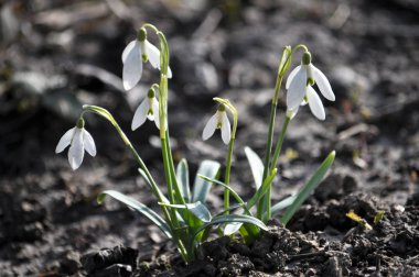 Çiçekli kardelen ormanda - ilk bahar çiçekleri