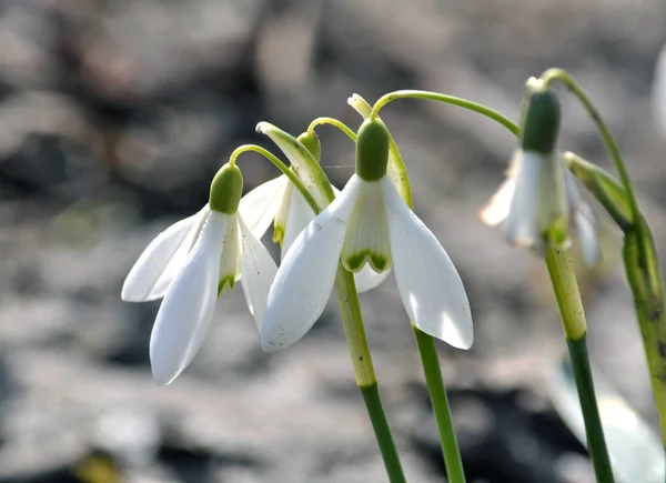 Las Gotas Nieve Que Florecen Bosque Las Primeras Flores Primavera — Foto de Stock