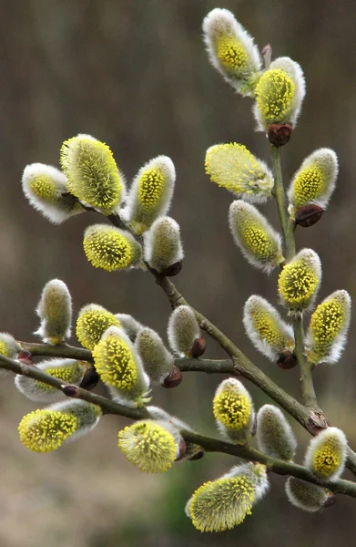 Nature Early Spring Bloom Salix Caprea — Stock Photo, Image