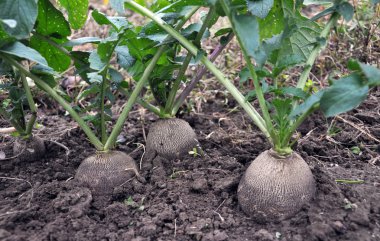 Organik toprakta yetişen siyah kış, turp olduğunu