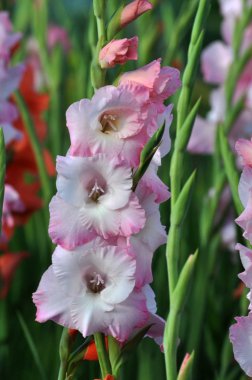 Kim flowerbed üzerinde çiçek renkli Glayöl çiçeği