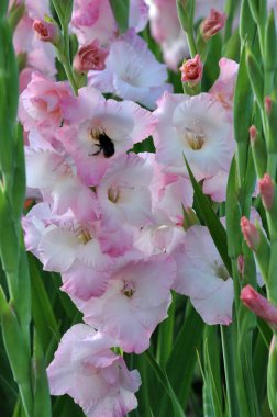 Kim flowerbed üzerinde çiçek renkli Glayöl çiçeği