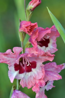 Kim flowerbed üzerinde çiçek renkli Glayöl çiçeği