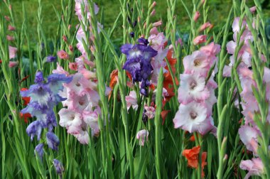 Kim flowerbed üzerinde çiçek renkli Glayöl çiçeği