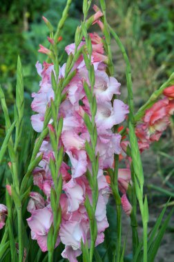 Kim flowerbed üzerinde çiçek renkli Glayöl çiçeği