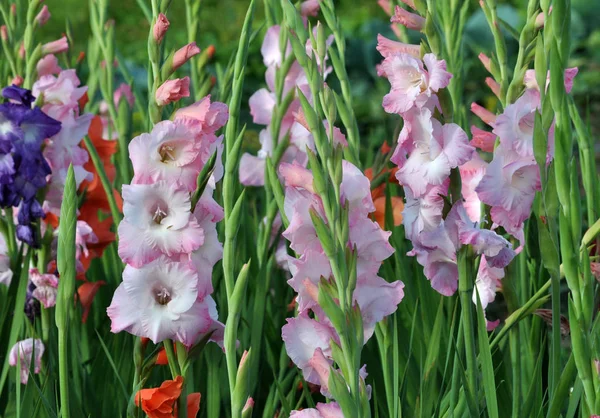 Blomma Färgglada Gladioluses Som Blommar Blomsterrabatten — Stockfoto