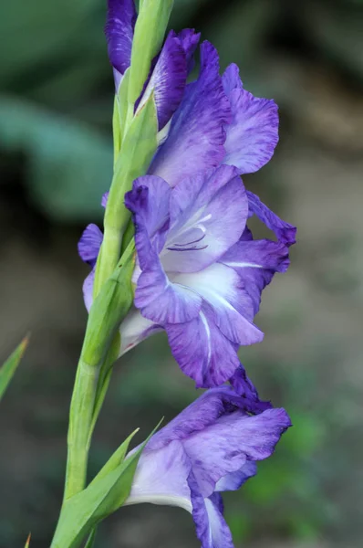 Flor Gladiolos Colores Que Florecen Macizo Flores —  Fotos de Stock