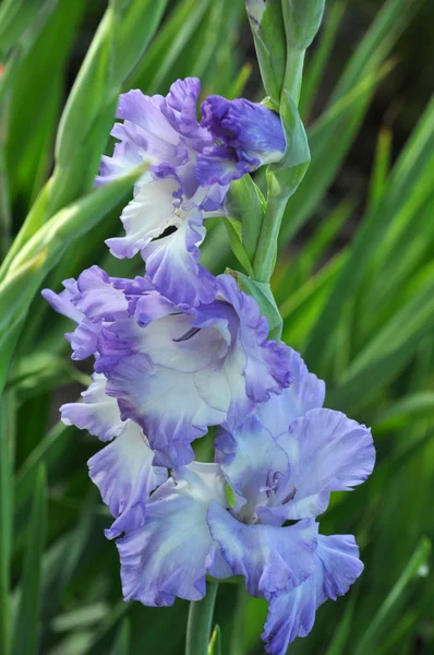 五颜六色的 Gladioluses 在花坛上绽放 — 图库照片