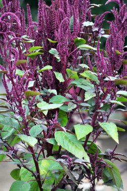 Çiçeği, kök ve bir arsa üzerinde büyüyen yeşil yaprakları ile solmayan çiçek funda