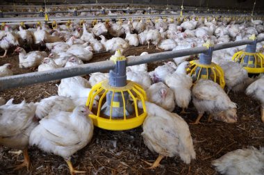 Bir buçuk ay yaş için broiler tavuk büyüyen çiftlik