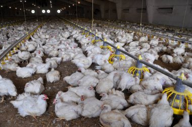 Bir buçuk ay yaş için broiler tavuk büyüyen çiftlik
