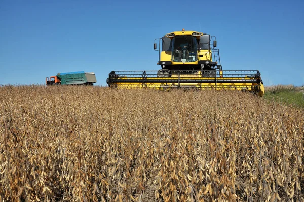 Beginning of soybean harvest using a powerful combine harvester