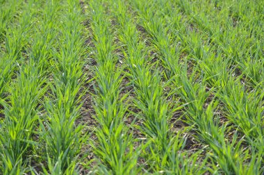 Bahar Çiftlik alanında kış buğday iyi bitkileri