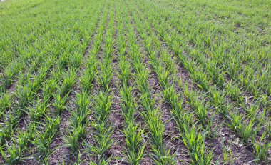 Bahar Çiftlik alanında kış buğday iyi bitkileri