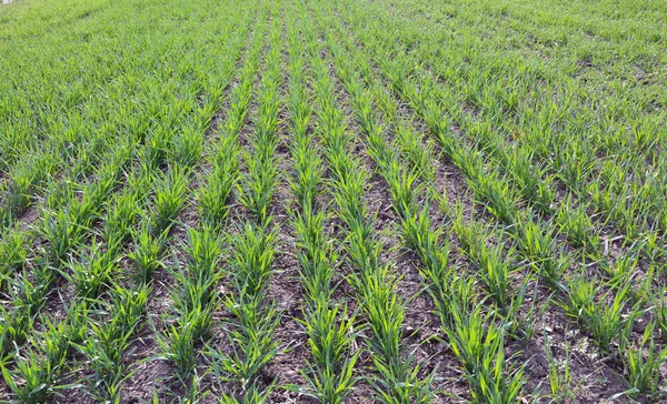 Gute Ernten Von Winterweizen Frühjahr Bauernhof Feld — Stockfoto